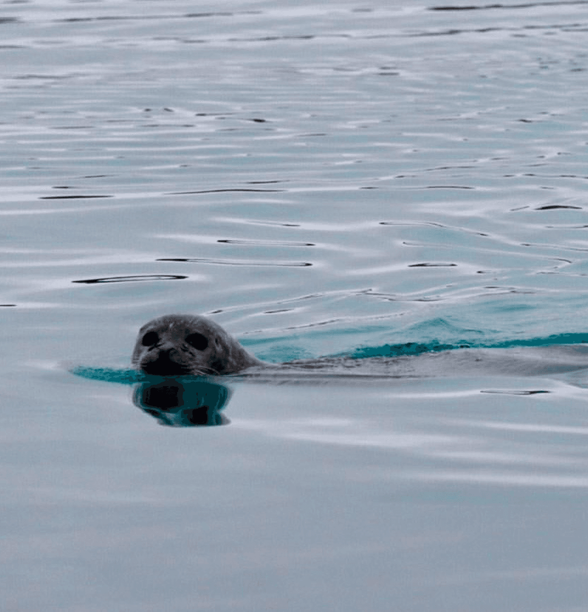 baby seal
